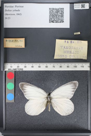 Media type: image;   Entomology 131817